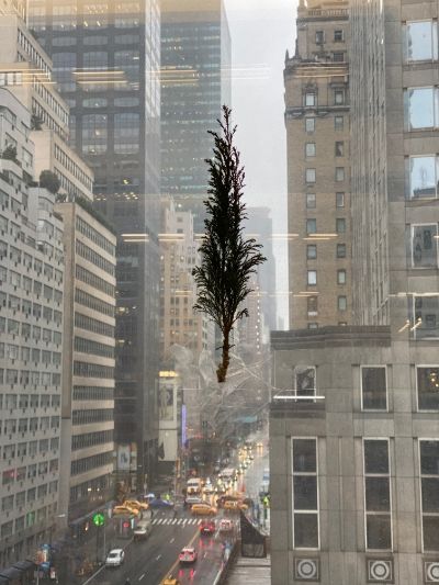 Pine branch on dojo window